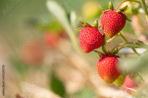 fresh strawberry