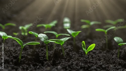 Fresh Green Plants Growing In Time Lapse Cucumber Sprouts Germination From Seeds In Soil Beautiful Agriculture At Springtime Green Seedling In Wet Soil Shot in 8k Resolution
