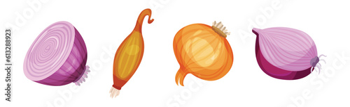 Onion Bulbs as Cultivated Vegetable Species Vector Set