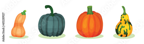 Gourd and Pumpkin Cultivated Vegetable Species Vector Set