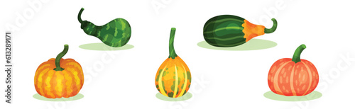 Gourd and Pumpkin Cultivated Vegetable Species Vector Set