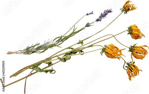 Fototapeta Naklejka Na Ścianę i Meble -  Yellow Dried Flowers - Ready to use PNG Cutout Premium Isolated Image
