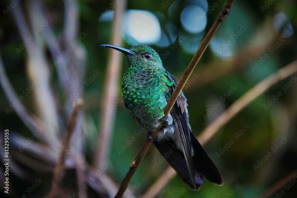 Fototapeta premium Shimmering green Hummingbird sitting on a branch in Colombian cloud forest
