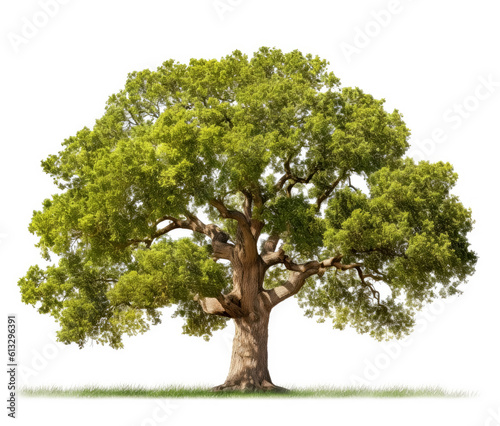 Oak tree isolated on white background. Generative Ai.  