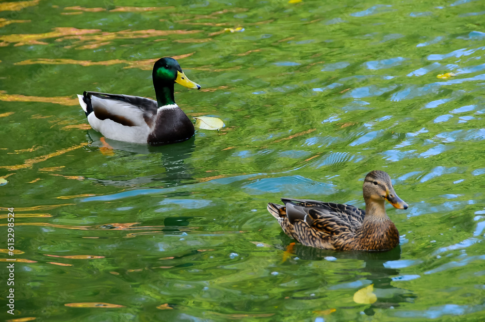Obraz premium The female and male mallard or wild duck (Anas platyrhynchos) swims in green water