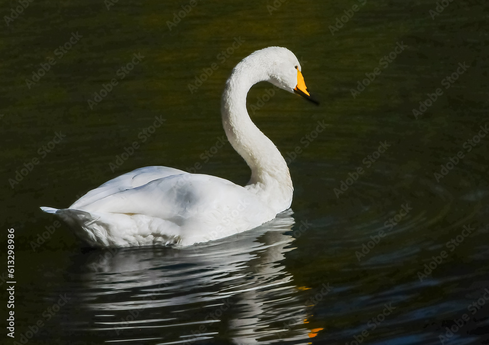 (Cygnus olor), white swan swims in a pond in Sofiyivka park, Uman (Cygnus olor), white swan swims in a pond in Sofiyivka park, Uman