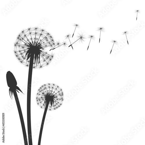 Fluffy dandelion flying black and white silhouette background