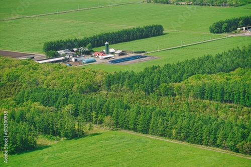 Hokkaido, Japan - June 6, 2023: Lattice windbreaks at Konsen Plateau Eastern Hokkaido, Japan
