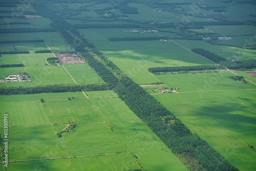 Hokkaido, Japan - June 6, 2023: Lattice windbreaks at Konsen Plateau Eastern Hokkaido, Japan

