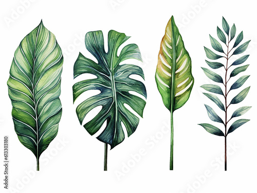 illustrazione in stile acquerello di foglie tipiche della vegetazione equatoriale,  tema giungla, banano,  eucalipto, acanto, monsteria, su sfondo bianco scontornabile, creata con ai  photo