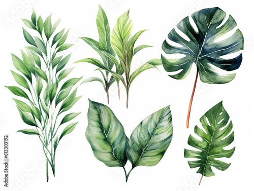 illustrazione in stile acquerello di foglie tipiche della vegetazione equatoriale,  tema giungla, banano,  eucalipto, acanto, monsteria, su sfondo bianco scontornabile, creata con ai  photo