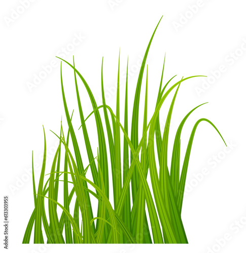 Grass blades. Realistic green meadow plants growing