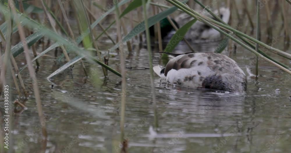 Wild ducks swimming on water and searching food Wild ducks swimming on water and searching food