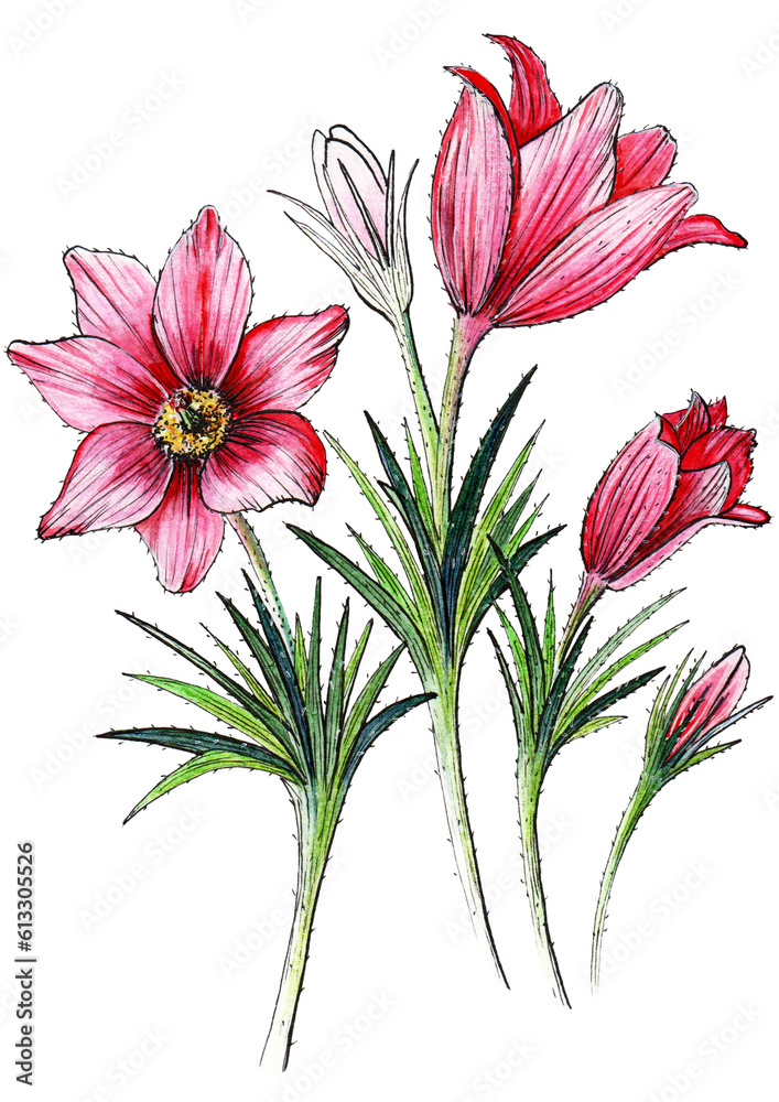Obraz premium Pulsatilla on a white background.Idea for florists.Prints for a t-shirts,bags,fabric,dress,stickers,posters,invitations,postcards.