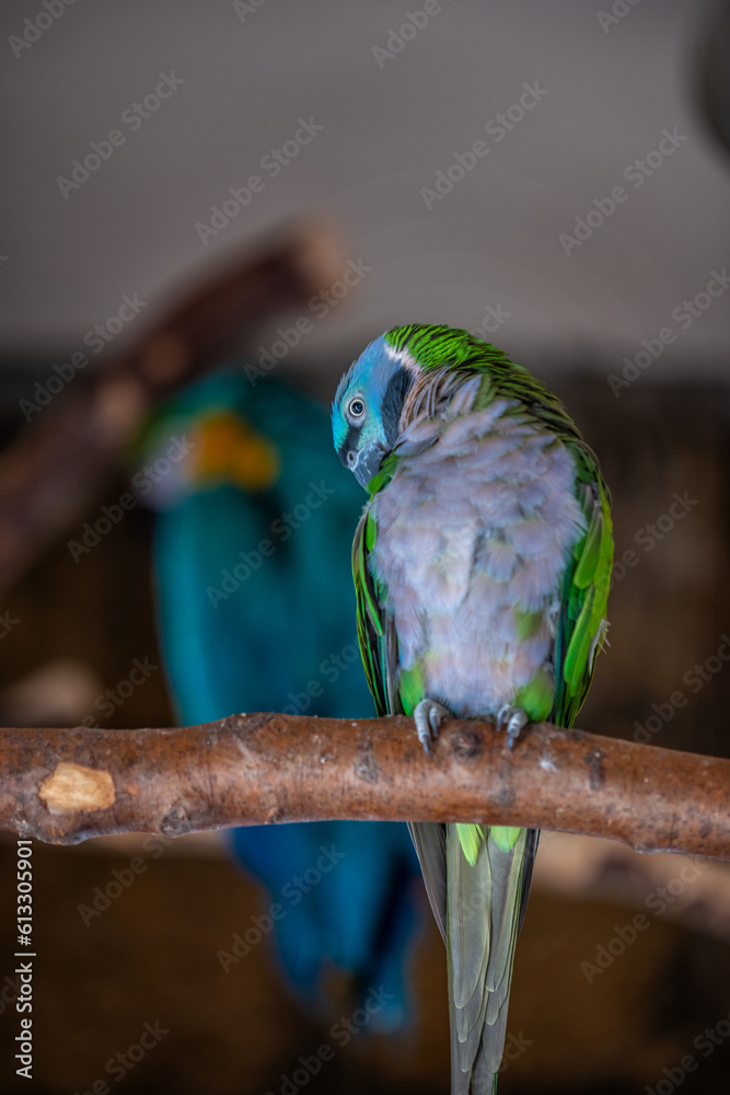 Obraz premium Parrot