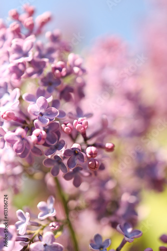 Beautiful lilac flowers. Spring blossom. Blooming lilac bush with tender tiny flower. Purple lilac flower on the bush. Summer time. Background