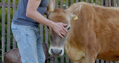 The farmer s male hands are stroking the cow s head. Tactile contact of the owner and the animal  touch the skin of the trust in the pet. She moves her ears  a display of devoted behavior.