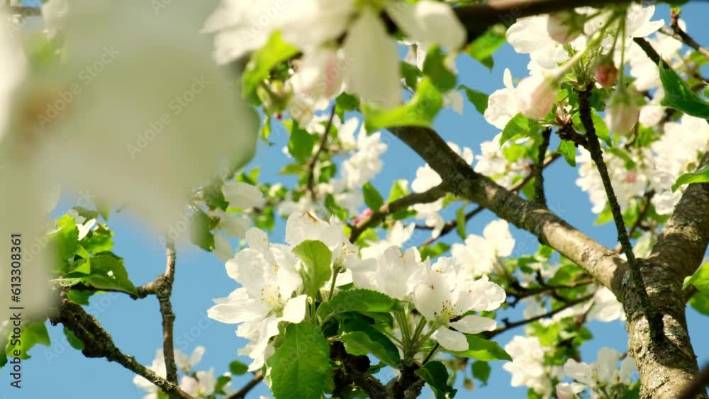 Closeup of blooming white pear or apple flowers under morning sunlight. Tree branches with white flowers sway in the wind. Apple flower growing and blooming. White flowers on fruit trees in an orchard