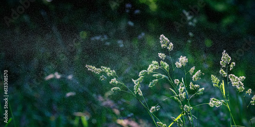 Gewöhnliches Knaulgras, Dactylis glomerata, Pollen fliegen mit dem Wind, Allergie, Heuschnupfen photo