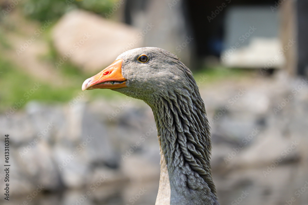 Domestic goose is a species of large, migratory waterbird of the duck family Domestic goose is a species of large, migratory waterbird of the duck family
