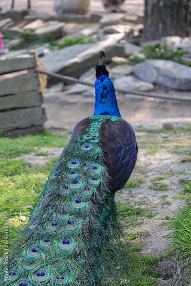 Obraz premium Photo of blue peacock feathers