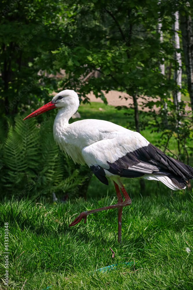 Beautiful white stork in green grass. Poland Beautiful white stork in green grass. Poland
