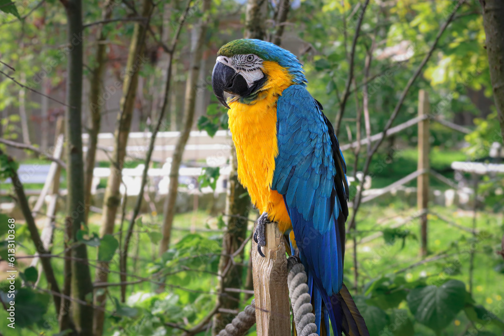 Beautiful large parrot, blue macaw sitting on a wooden post