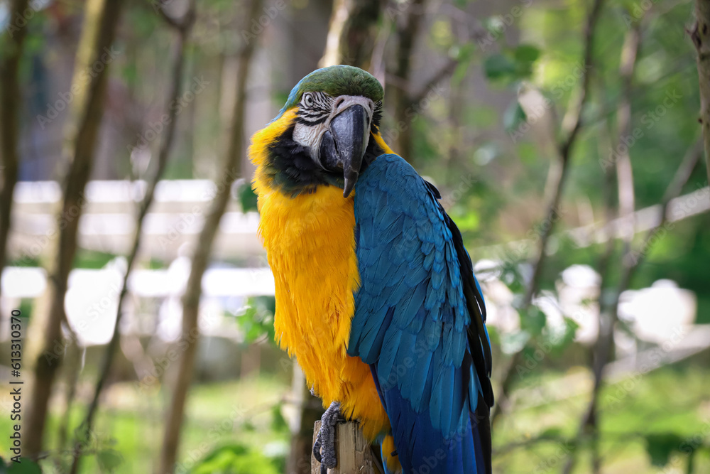 Beautiful large parrot, blue macaw sitting on a wooden post
