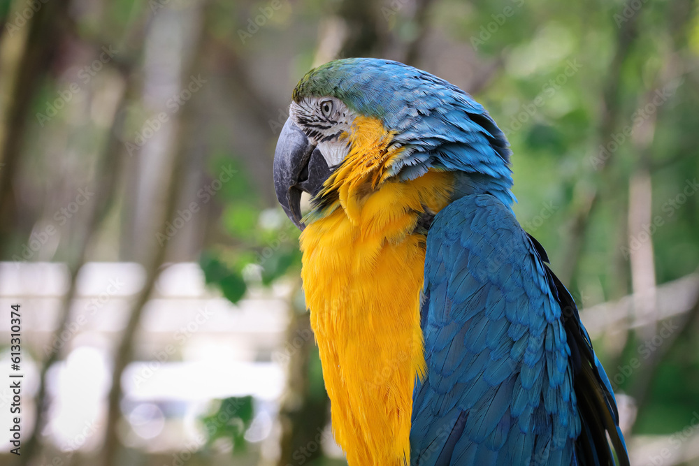 Beautiful large parrot, blue macaw sitting on a wooden post