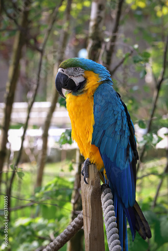 Beautiful large parrot, blue macaw sitting on a wooden post © SarahPictures