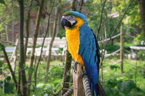 Beautiful large parrot, blue macaw sitting on a wooden post