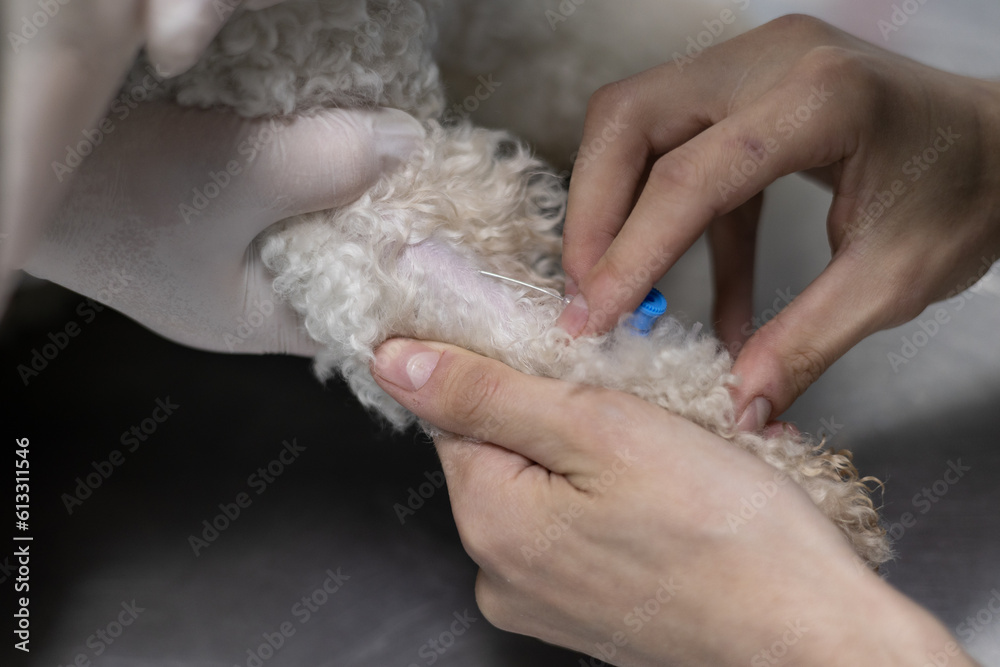 A dog in vomiting put an intravenous catheter for a dropper. Close-up of an intravenous catheter being placed in a dog's vein. The sick dog was brought to the veterinary clinic for treatment. A dog in vomiting put an intravenous catheter for a dropper. Close-up of an intravenous catheter being placed in a dog's vein. The sick dog was brought to the veterinary clinic for treatment.