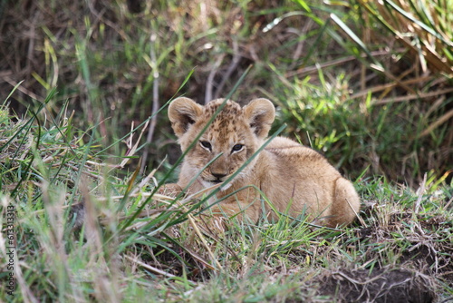 Baby lion sitting in long green grass, looking into camera, a close-up