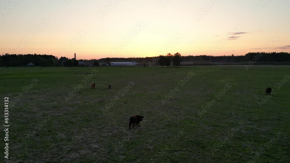 Multi-colored cows in the rays of the sunset. Cowshed. grazing, udder. Milks farm. Aerial drone shot of cows grazing on pasture, landscape. Herd of amazing cows on a green field. Livestock farm. Multi-colored cows in the rays of the sunset. Cowshed. grazing, udder. Milks farm. Aerial drone shot of cows grazing on pasture, landscape. Herd of amazing cows on a green field. Livestock farm.