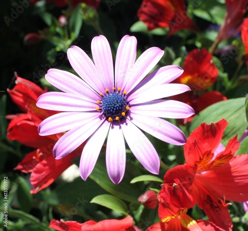 pink and white flower