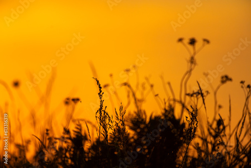 Orange sunset sky with flowers in foreground
