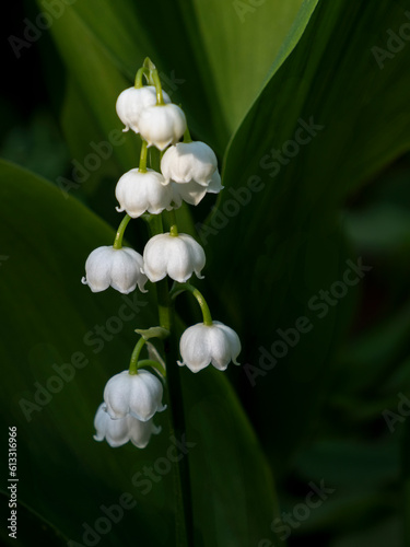 Stem of flowers of Lily of the valley on the dark green foliage background