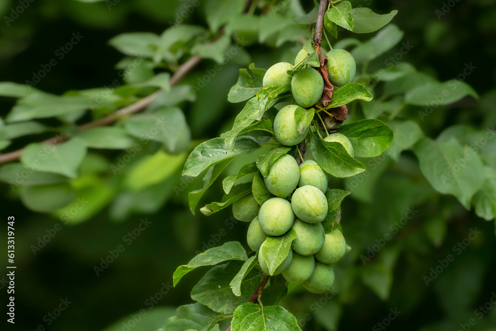Green plums on tree branch. Unripe plums on tree. Green plums on green background in garden.
