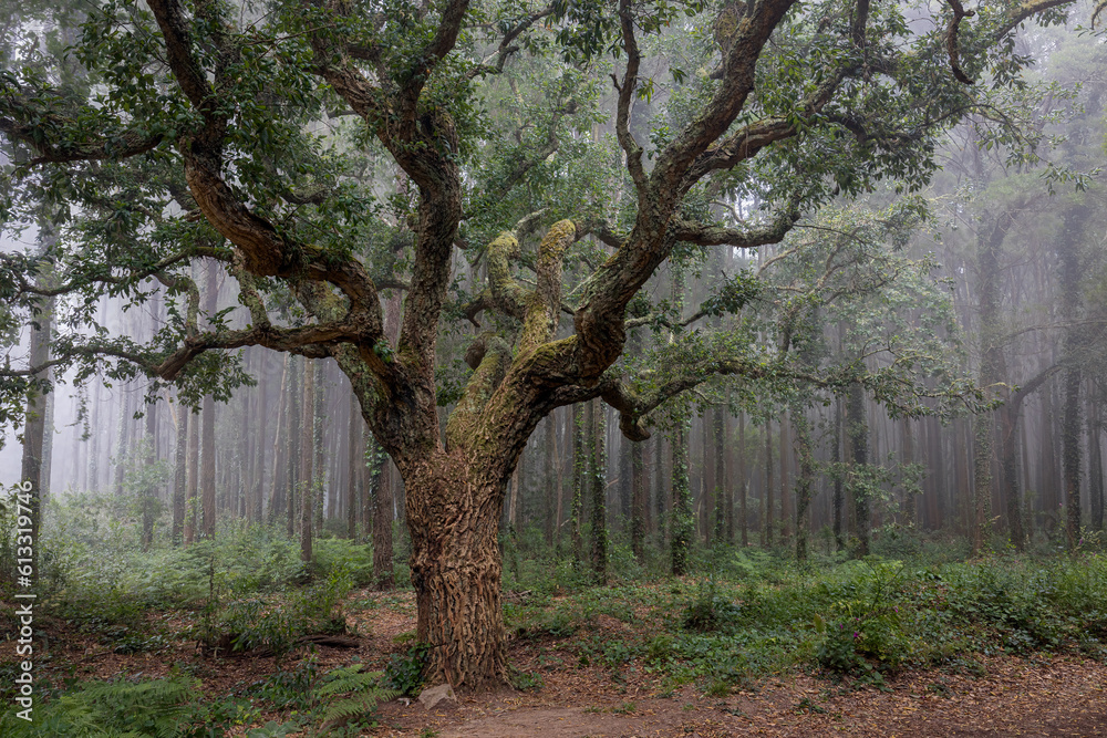 Fototapeta premium Oak tree in Sintra mountain forest with fog, Portugal