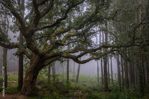 Oak tree in Sintra mountain forest with fog, Portugal
