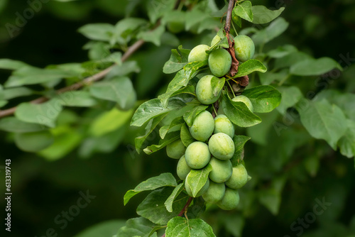 Green plums on tree branch. Unripe plums on tree. Green plums on green background in garden.
