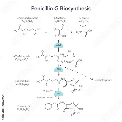 Penicillin G Biosynthesis scientific vector illustration