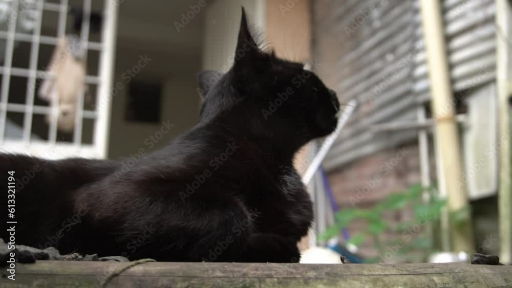 gato negro bostezand mosquito zancudo rondando alrededor carnivoro primal entorno natural urbano patio piedras domestico 