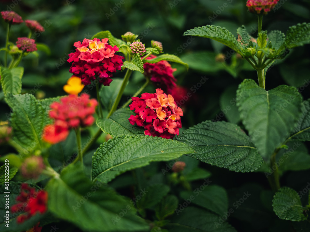 Red lantana flower Red lantana flower