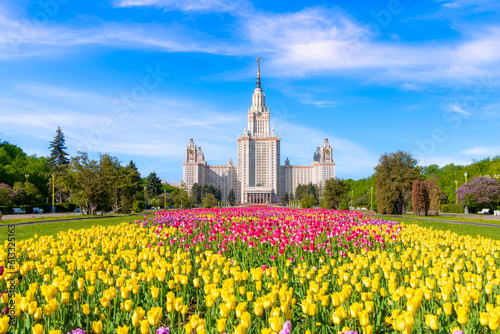 Bright tulips in front of the building of Moscow State University aka MGU in sunny weather. A colorful shot of a Russian landmark against a picturesque sky. Alley of tulips. Postcard or wallpaper photo