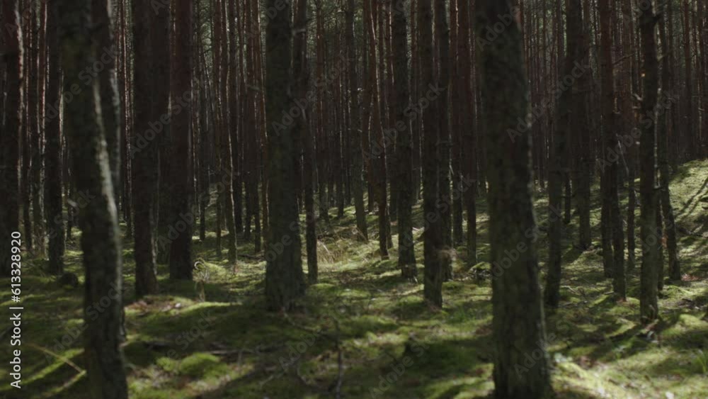 pine trees trunks stand high Baltic North forest woodland nature. pinewood land woods evergreen trees, green gray colours of nature. sun beams go through lots tree trunks summer day sunny weather pine trees trunks stand high Baltic North forest woodland nature. pinewood land woods evergreen trees, green gray colours of nature. sun beams go through lots tree trunks summer day sunny weather