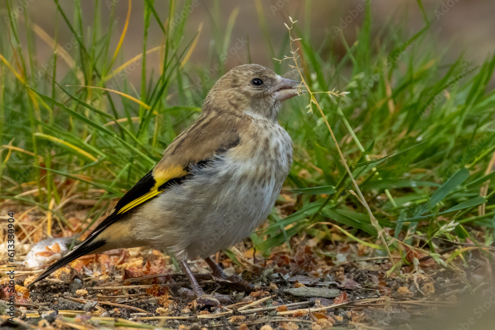 Newly fledged baby goldfinch bird having to fend for itself without a parent to feed it.  Fledgling eating seeds from grass foraging on the woodland floor in the forest in the summer