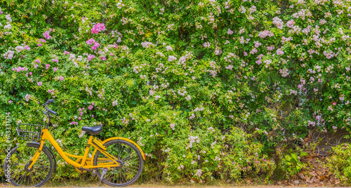 Shared bicycle under the rose wall