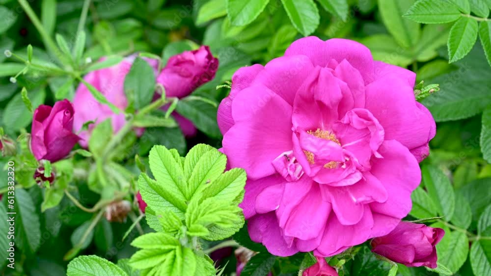 Pink rose in park. Flower blooming in garden. Beautiful roses in spring. Pink rose in park. Flower blooming in garden. Beautiful roses in spring.