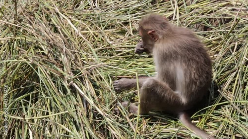 Bonnet Macaque Monkey Eating Water Grass.